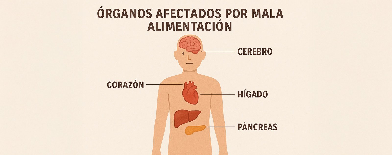Algunos de los órganos afectados por la mala alimentación. Algunos de los órganos afectados por la mala alimentación.